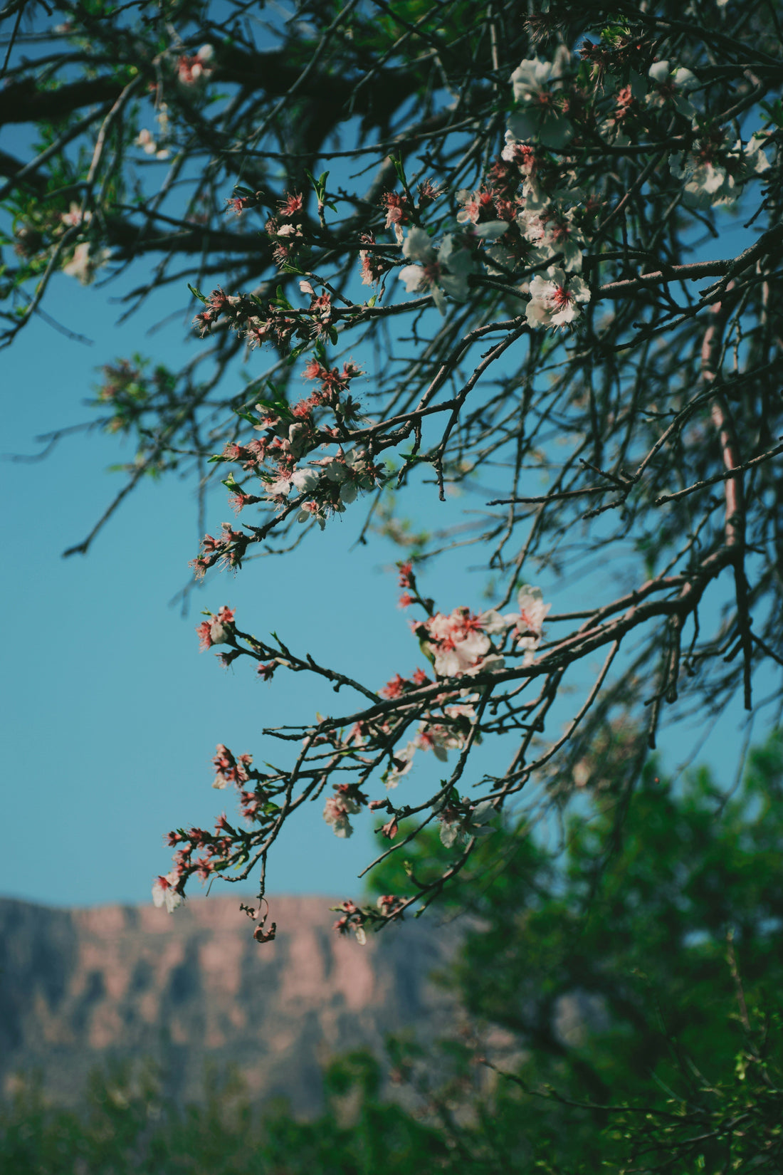 Cherry blossom tree with blue sky in background