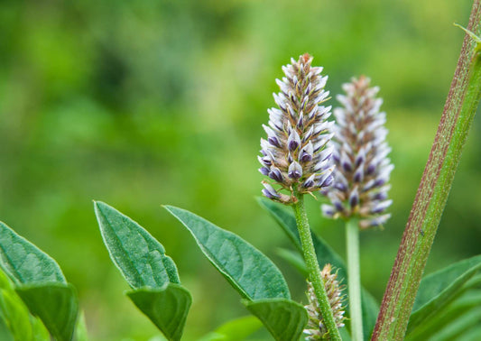 Liquorice Root