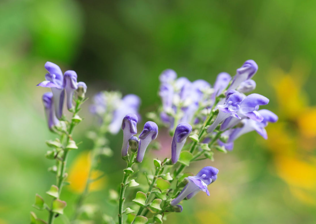 Skullcap