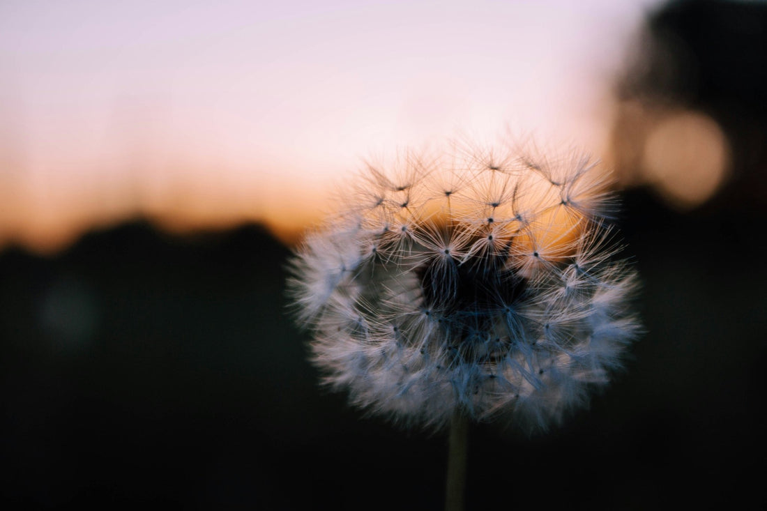 Dandelion - Naturally Healthful