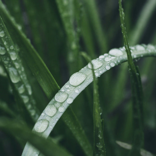 Lemongrass