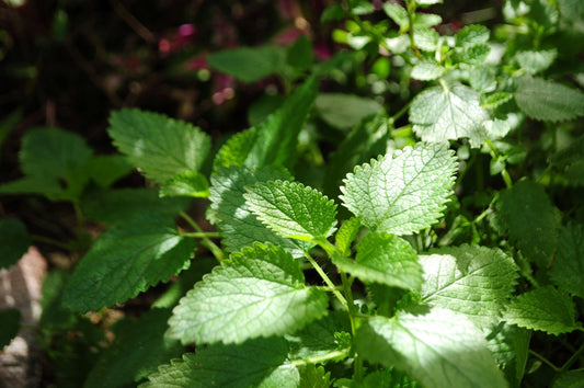 Peppermint - Naturally Healthful